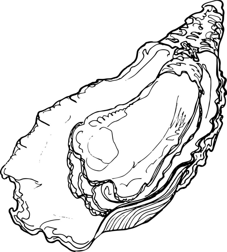 schetsen oester Aan een wit achtergrond vector