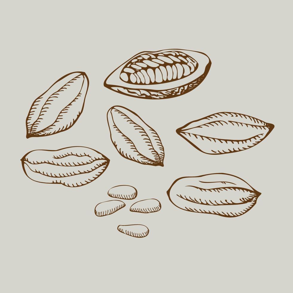 cacao set. vector hand- getrokken cacao Boon zaden. biologisch Product. tekening schetsen voor cafe, winkel, banketbakkerij, menu, cosmetica, chocola. onderdelen van planten. voor label, logo, embleem. ontwerp element