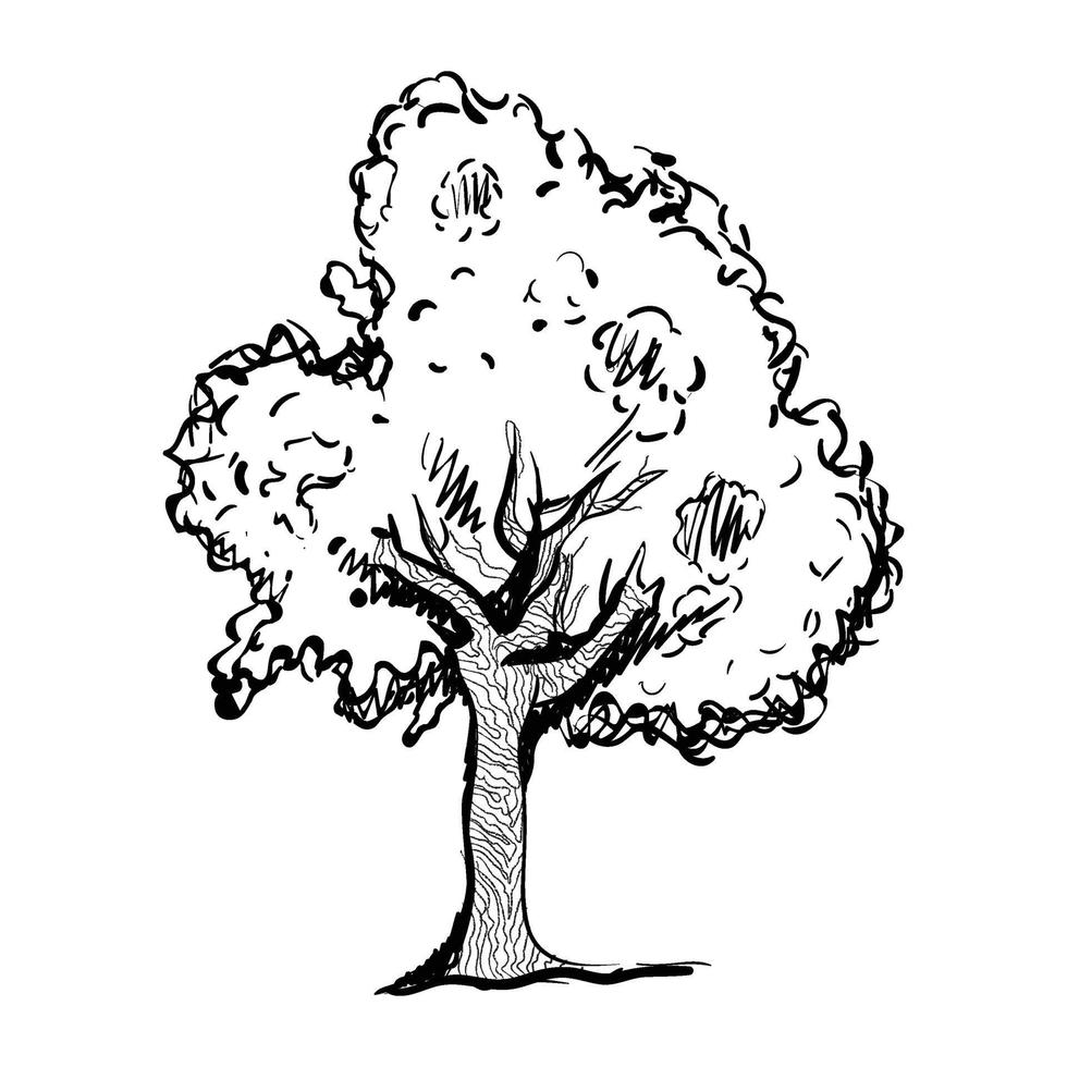 ash tree tekening vector