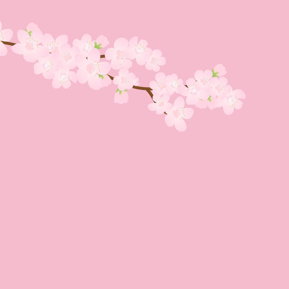 roze kers bloesem, vector illustratie. vector achtergrond