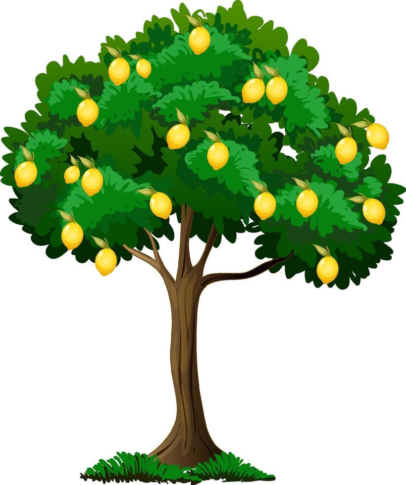 citroenboom geïsoleerd op een witte achtergrond vector
