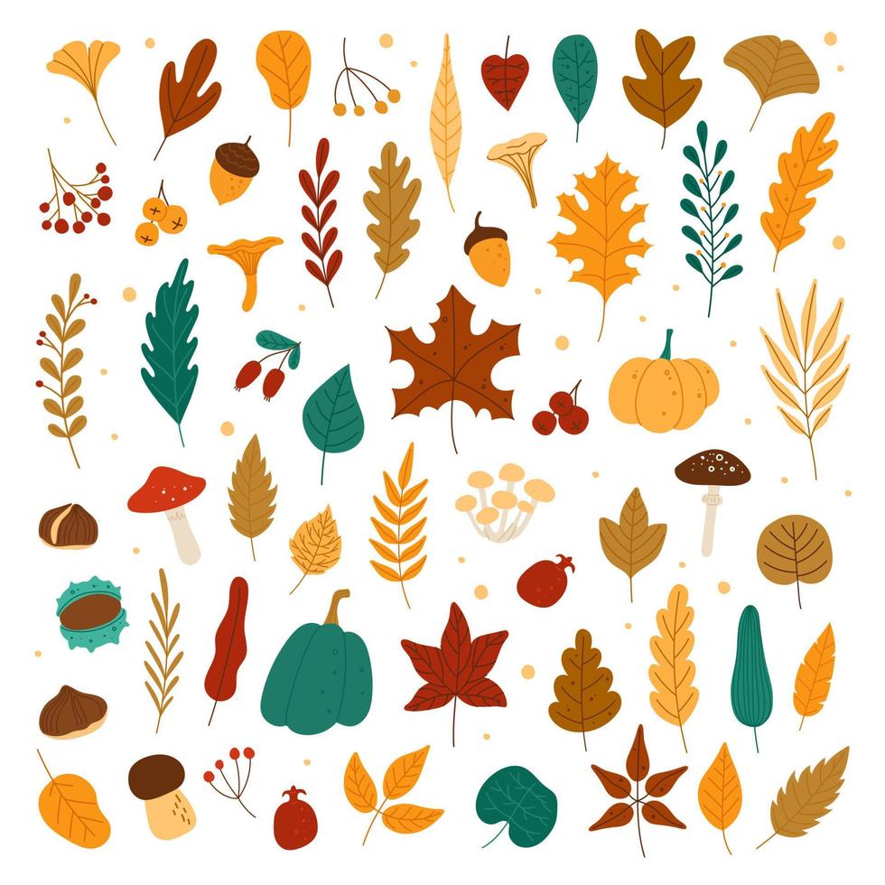 herfst elementen. bladeren, eikels, kastanjes, bessen, pompoenen, champignons. vallen Woud gebladerte en herfst- elementen hand- getrokken vector reeks
