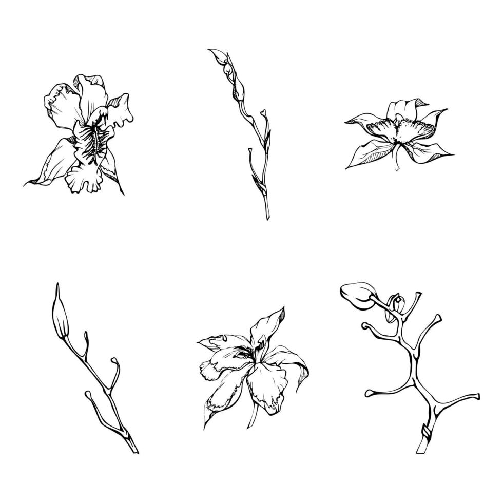 hand- getrokken vector inkt orchidee bloemen en takken, monochroom, gedetailleerd schets. single bloemen, bladeren, stengels. geïsoleerd Aan wit achtergrond. ontwerp voor muur kunst, bruiloft, afdrukken, tatoeëren, omslag, kaart.