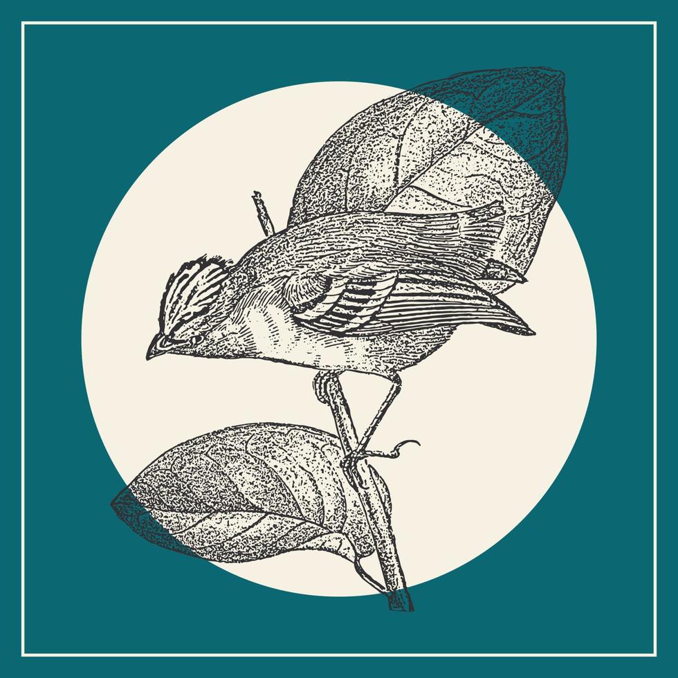 vogel gravure illustratie poster in blauw kleuren. wijnoogst fauna en flora kunst. hand- getrokken calyptura Aan de Afdeling schetsen voor prints of textiel vector