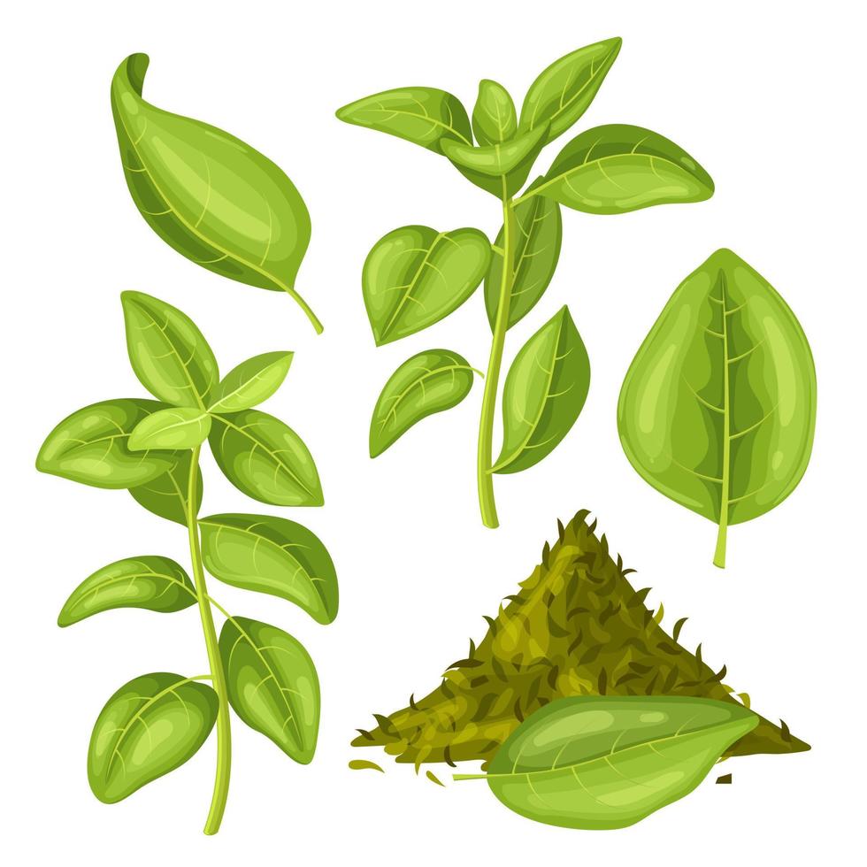 oregano groen voedsel reeks tekenfilm vector illustratie