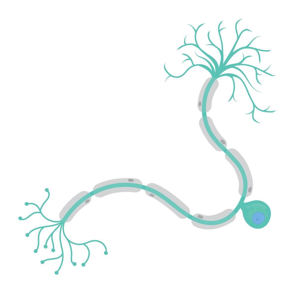 een unipolair neuron, een van de types van neuronen. vector