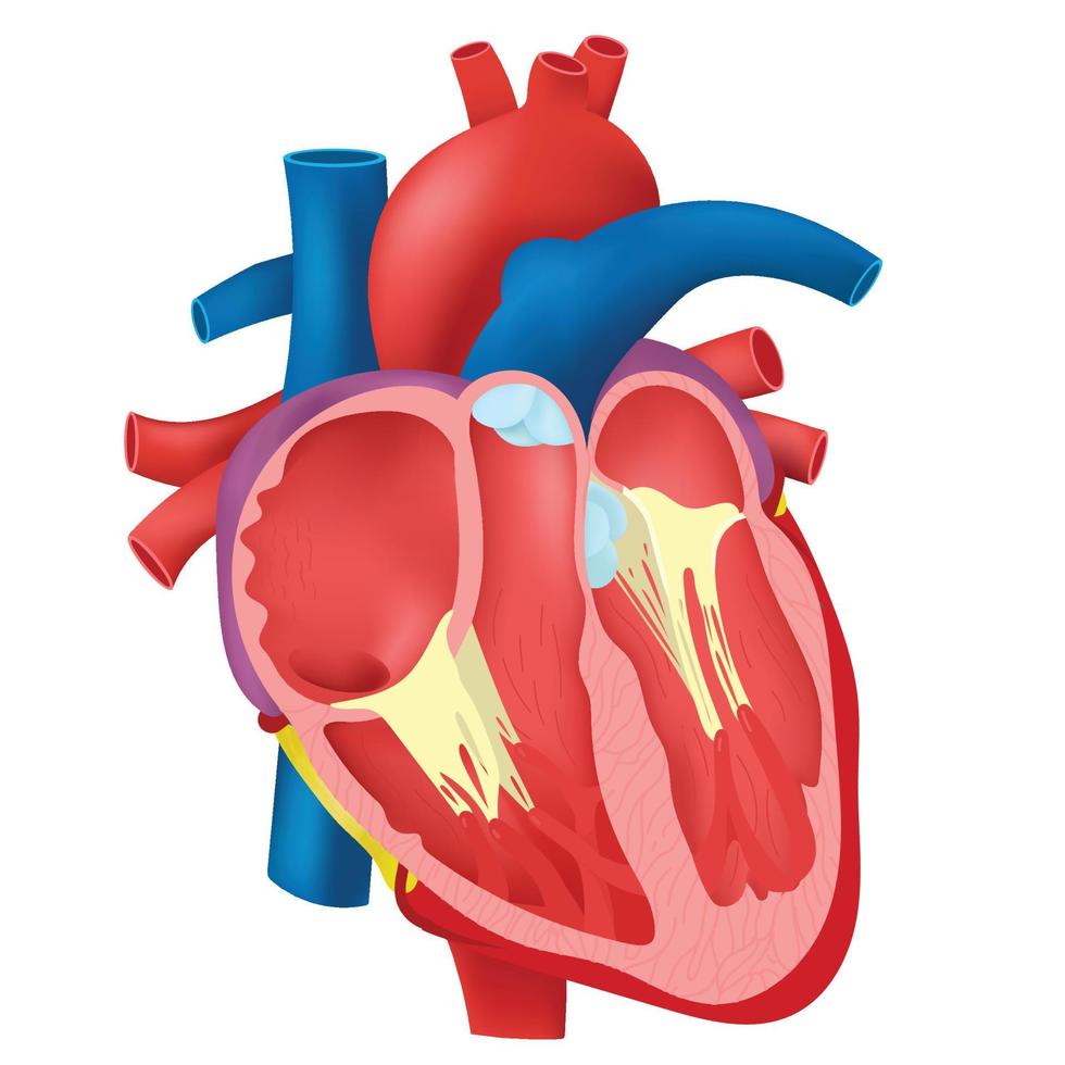 intern hart van menselijk. vector