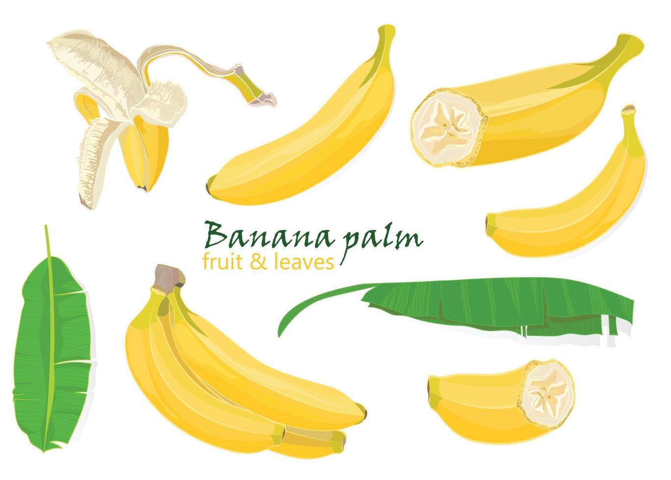 reeks tropisch palm banaan bladeren. enkel, geschild en gesneden vruchten. realistisch tekening in vlak kleur stijl, geïsoleerd Aan wit achtergrond. vector