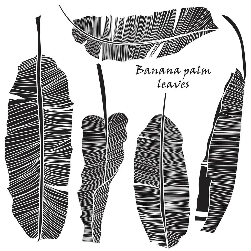reeks van silhouet tropisch banaan palm bladeren groen geïsoleerd Aan wit achtergrond. vector