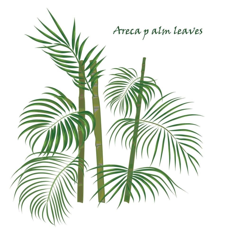Afdeling tropisch palm areca bladeren. realistisch tekening in vlak kleur stijl. geïsoleerd Aan wit achtergrond. vector