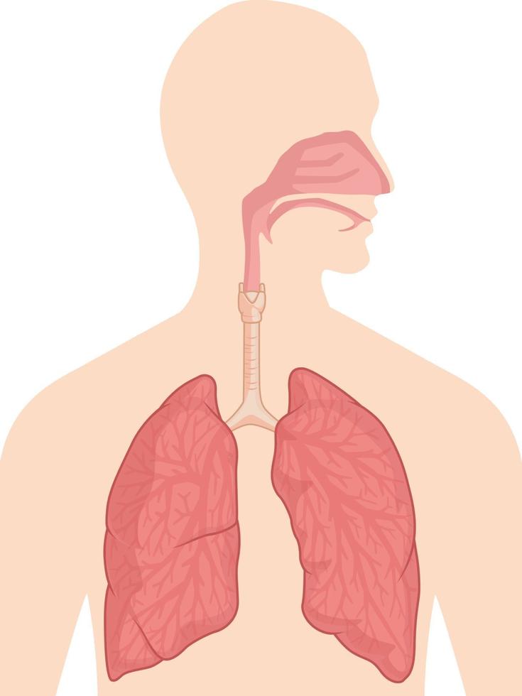 ademhalingssysteem ademhalingssysteem lichaam orgel anatomie diagram vector tekening