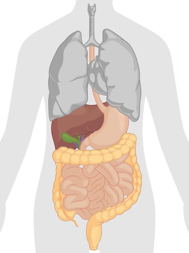 menselijk spijsverteringssysteem interne organen anatomie cartoon vector tekening