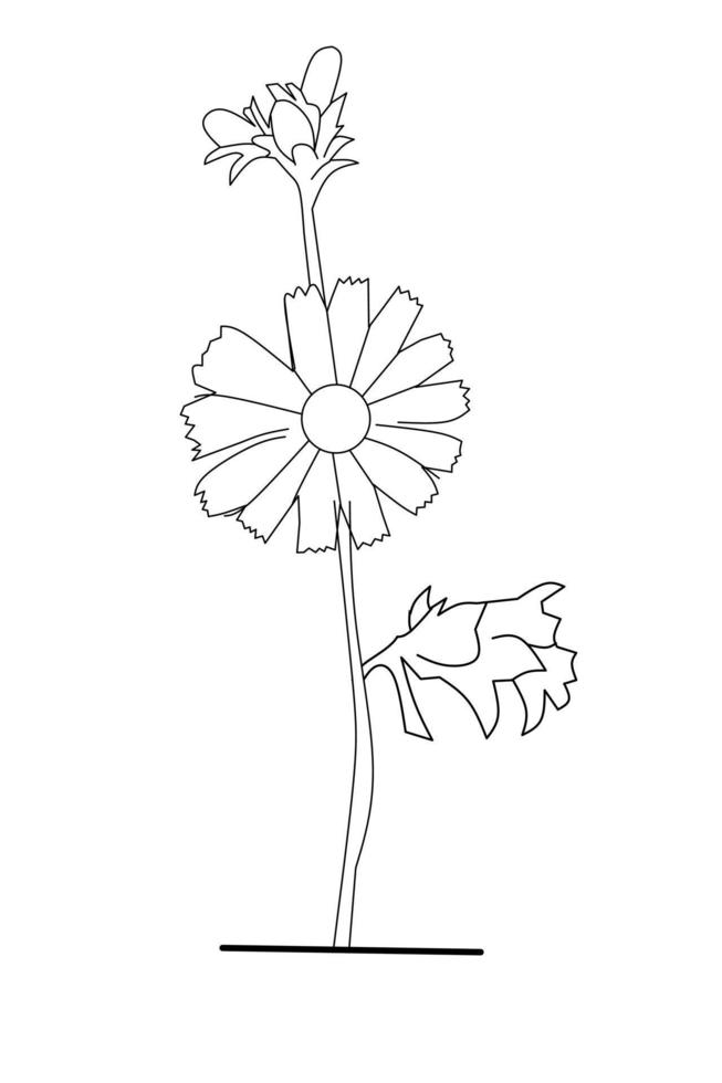 cichorei bloemen schets Aan wit achtergrond. vector illustratie.