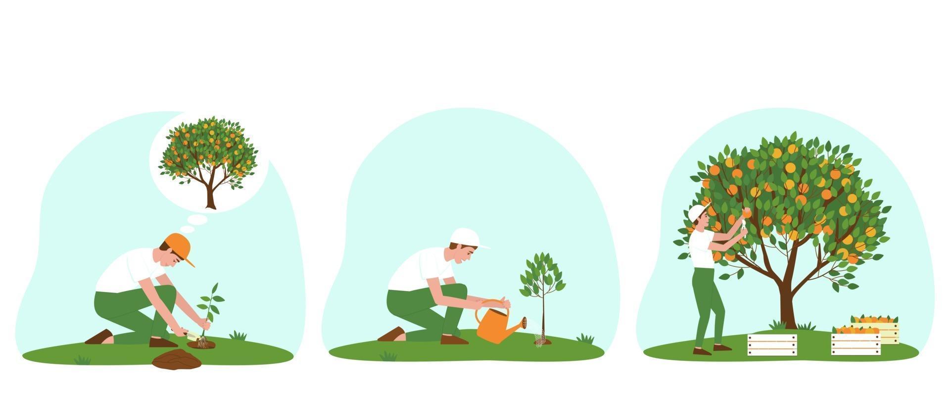 set illustraties van de zorg voor een mandarijnboom vector