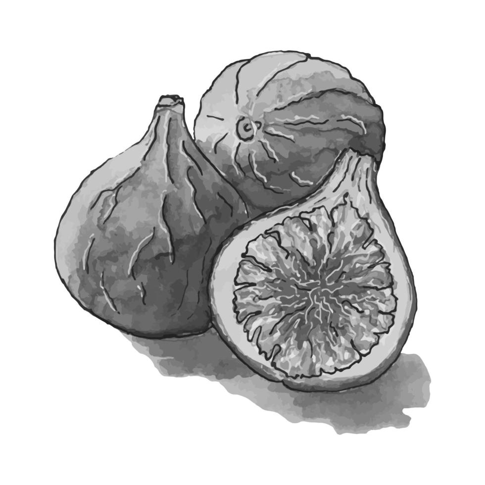 vijgen waterverf hand- getrokken fruit. monochroom. schetsen kunst. vector