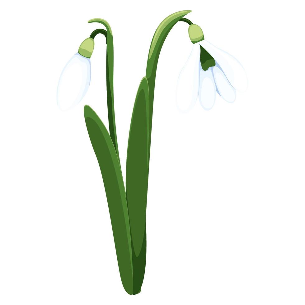 mooi vector sneeuwklokjes. eerste voorjaar bloemen. clip art. delicaat sneeuwklokje bloemen voor uw ontwerp