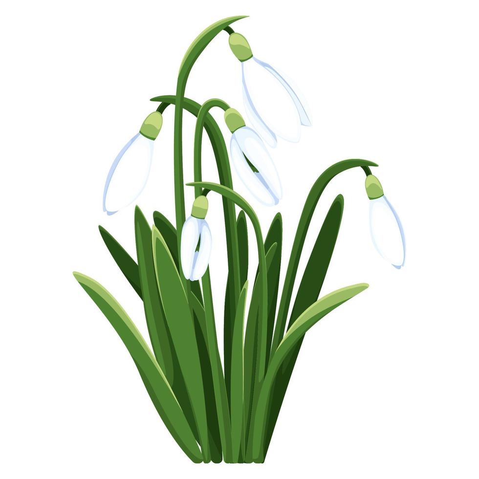 mooi vector sneeuwklokjes. eerste voorjaar bloemen. clip art. delicaat sneeuwklokje bloemen voor uw ontwerp