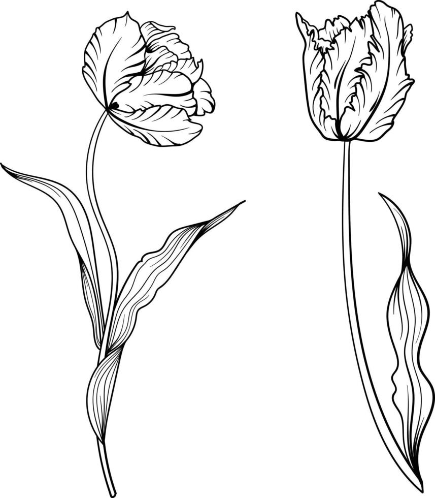 lineair tulp bloem. hand- getrokken illustratie. deze kunst is perfect voor uitnodiging kaarten, voorjaar en zomer decor, groet kaarten, affiches, scrapbooken, afdrukken, enz. vector