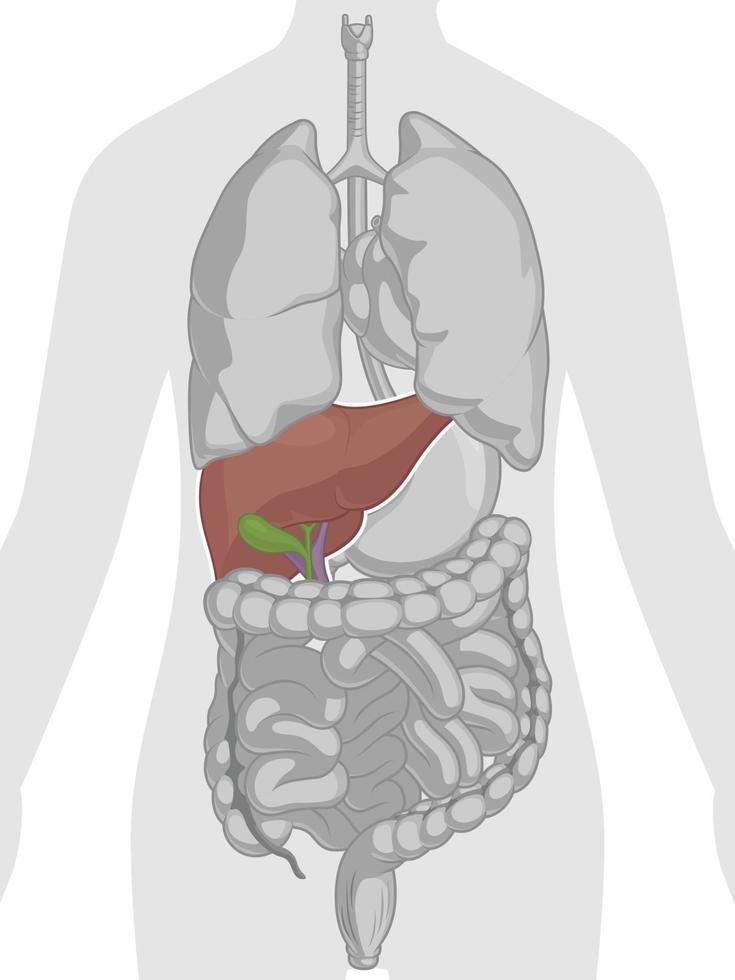 menselijk inwendig orgaan anatomie lever lichaamsdeel cartoon vector tekening