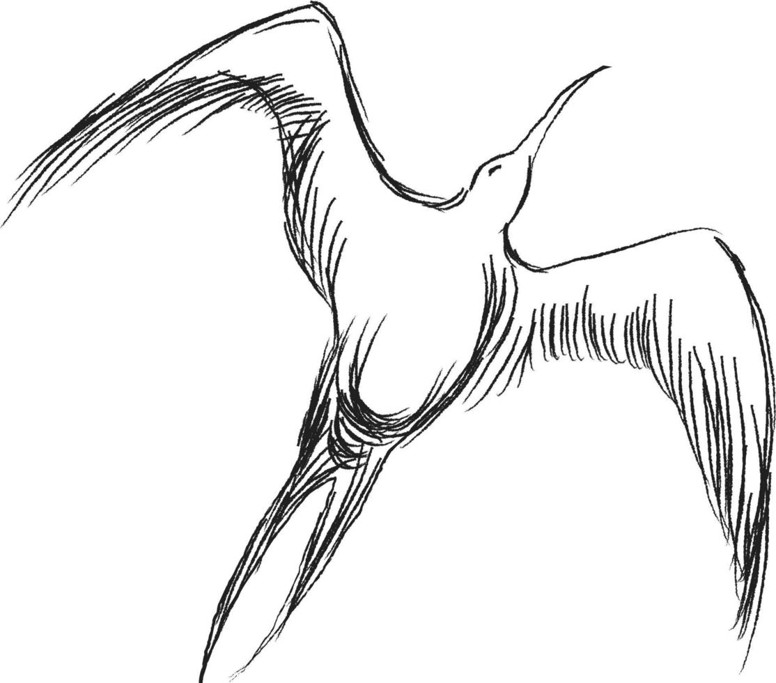 vector illustratie van hand- getrokken vliegend zwart skimmers. mooi dier ontwerp elementen, inkt tekening