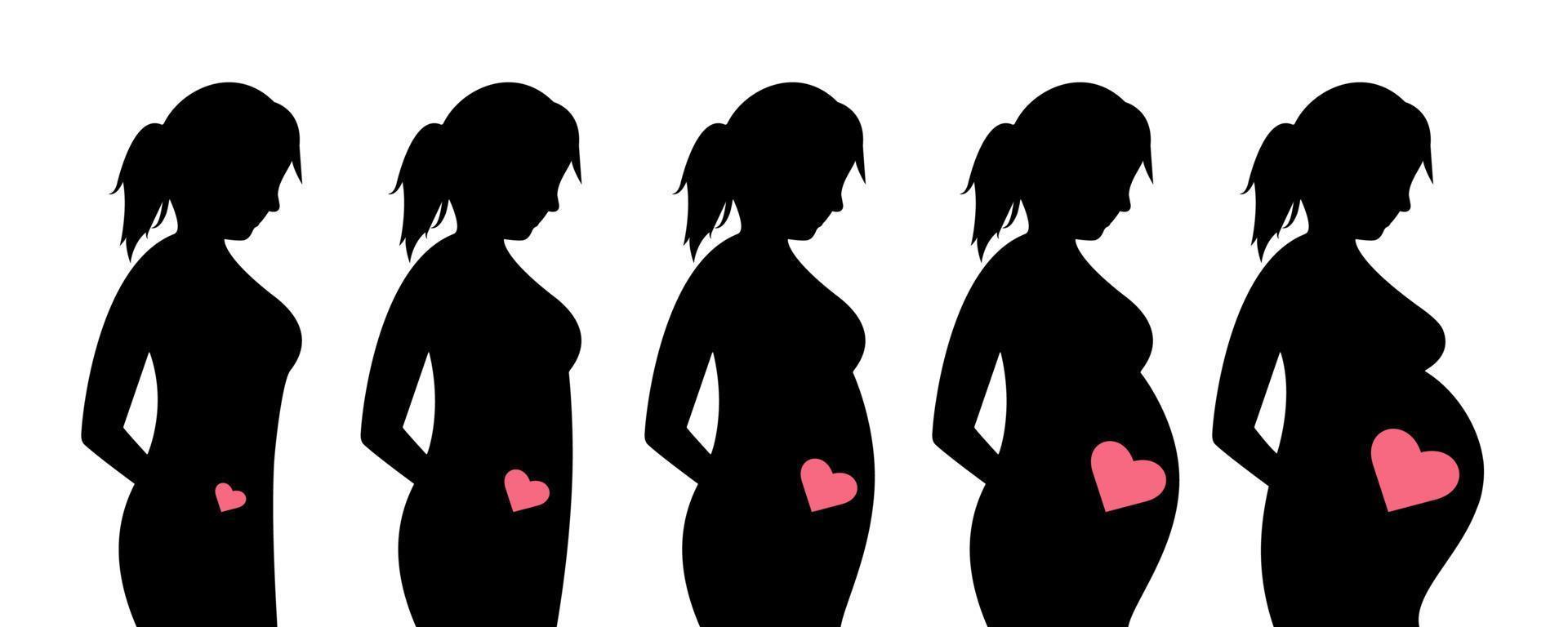 foetaal groei door maanden. hoofd stadia van zwangerschap. zwangerschap kalender. aan het wachten werkwijze. zwangerschap en moederschap. vector illustratie in een vlak stijl. Gezondheid zorg van zwanger Dames.