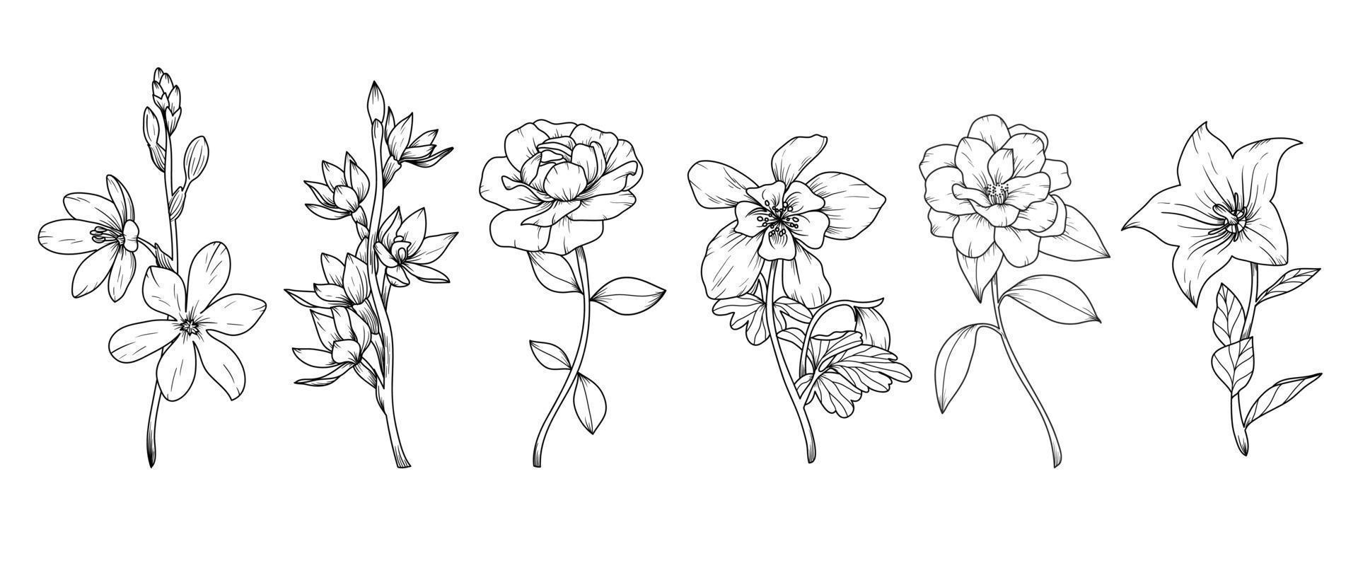 reeks van hand- getrokken botanisch bloemen lijn kunst vector. verzameling van zwart wit contour tekening van roos, wilde bloemen, blad. ontwerp illustratie voor afdrukken, logo, kunstmatig, poster, kaart, branding. vector