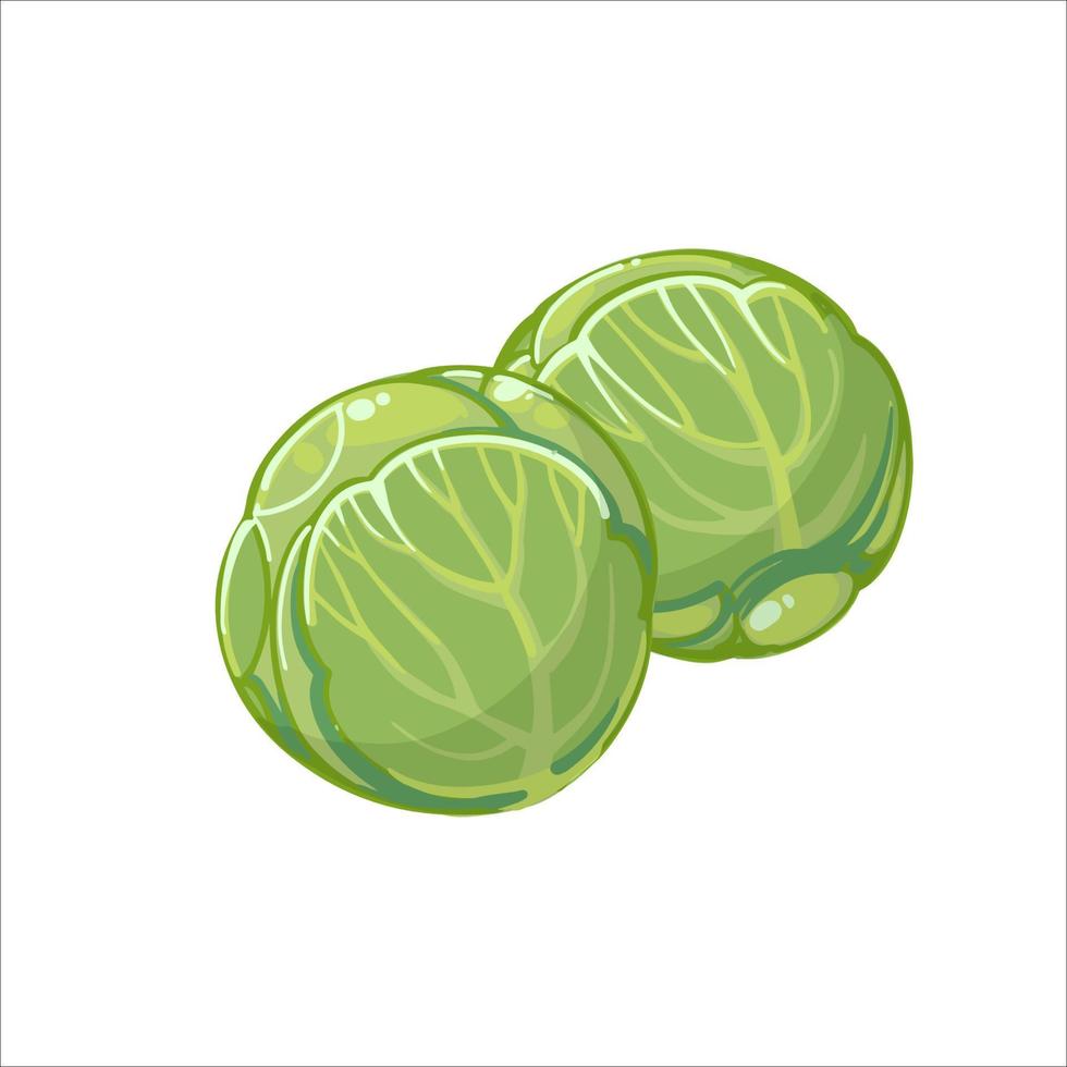 Brussel spruiten, hand- getrokken vector illustratie geïsoleerd Aan wit achtergrond. vers tekenfilm groente. seizoensgebonden groenten.