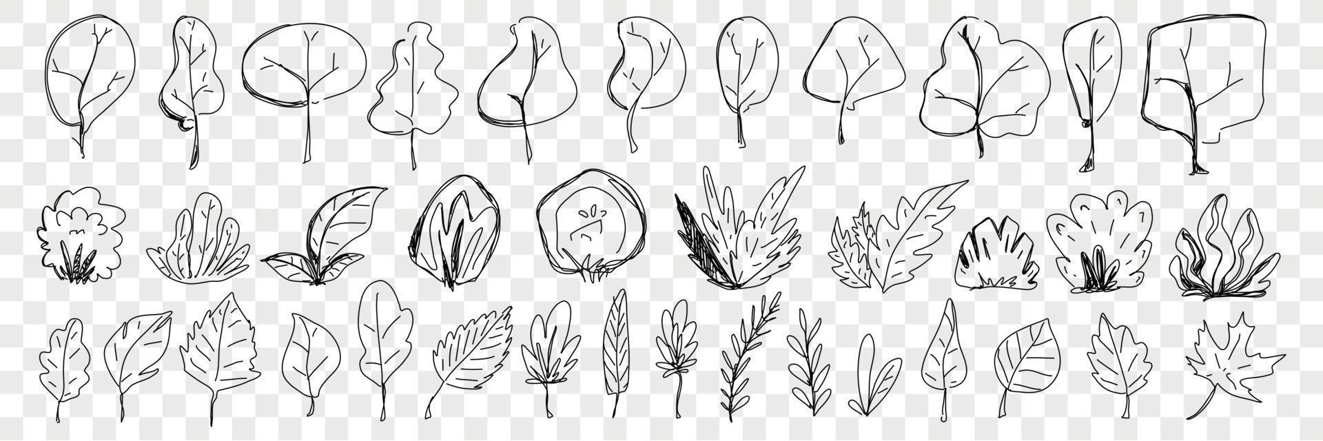 bladeren van bomen en planten tekening set. verzameling van hand- getrokken natuurlijk elegant bladeren gedaald van bomen en planten natuurlijk elegant patroon geïsoleerd Aan transparant achtergrond vector