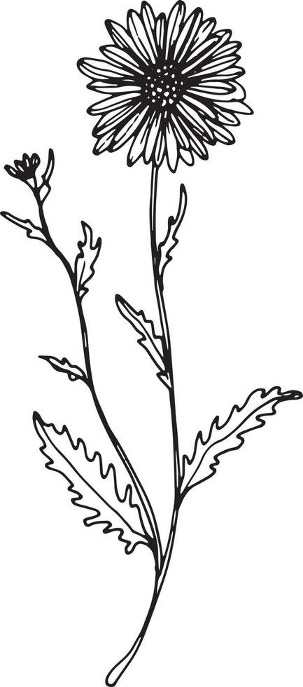 lineair wilde bloemen bloem. hand- getrokken illustratie. vector