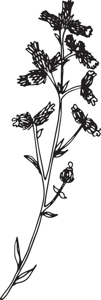 lineair wilde bloemen bloem. hand- getrokken illustratie. vector