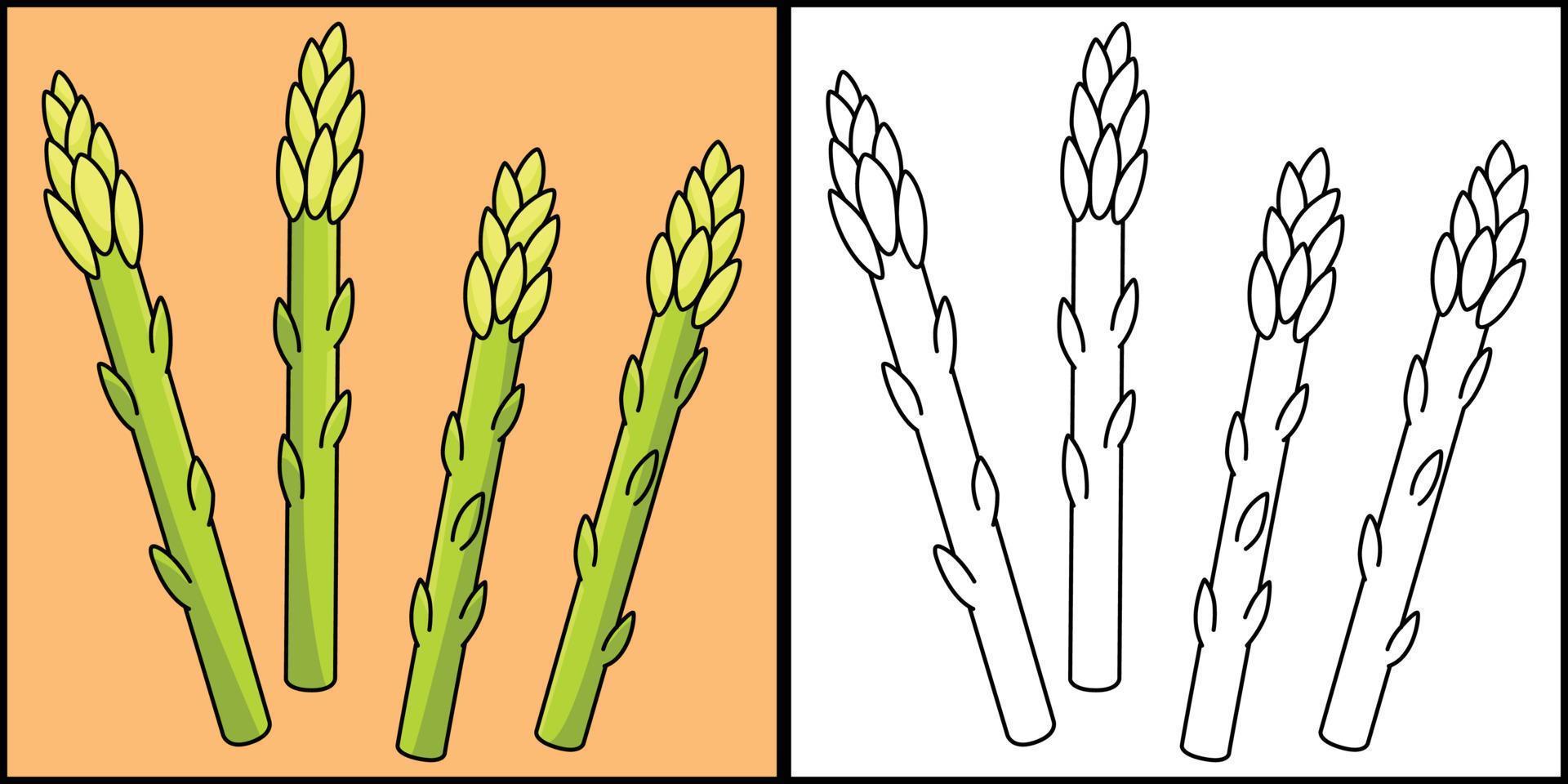 asperges groente kleur bladzijde illustratie vector