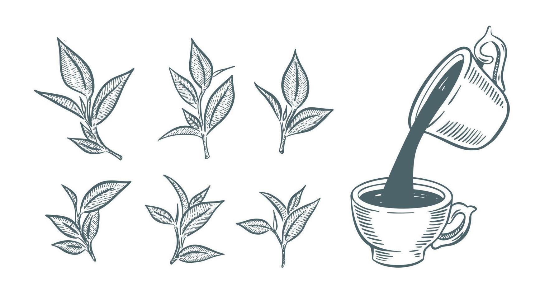 groen thee beker, hand- getrokken, tekening geïsoleerd Aan wit vector