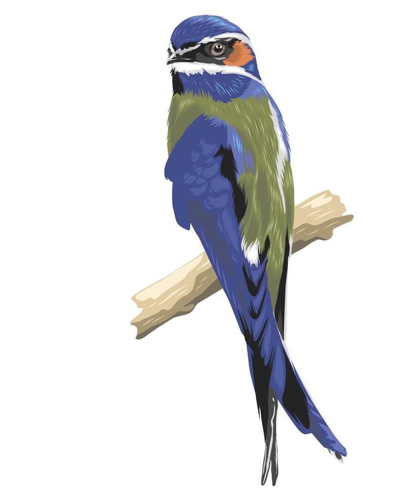 realistische kleurrijke vogel geïsoleerd op wit vector