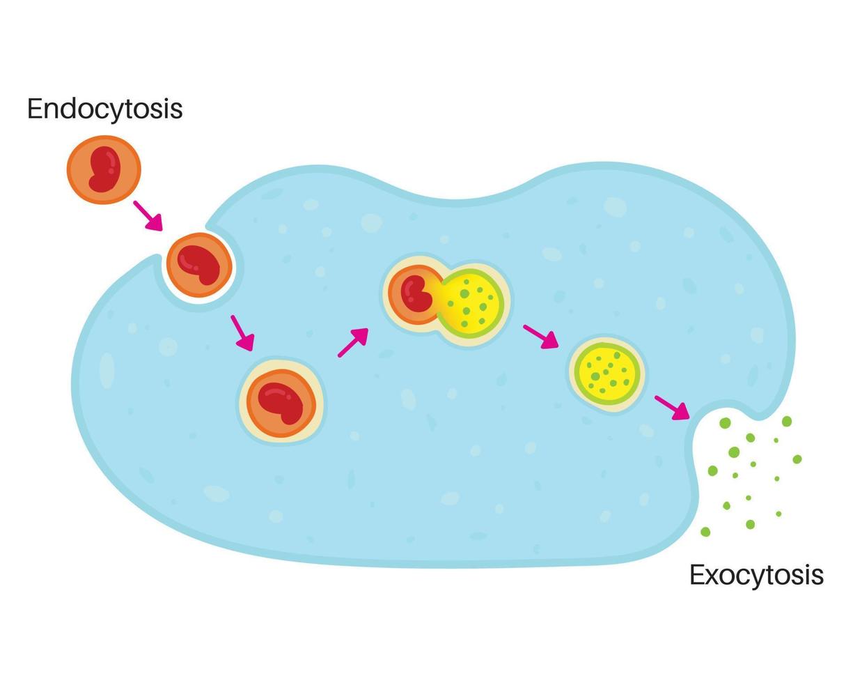 endocytose en exocytose. vector