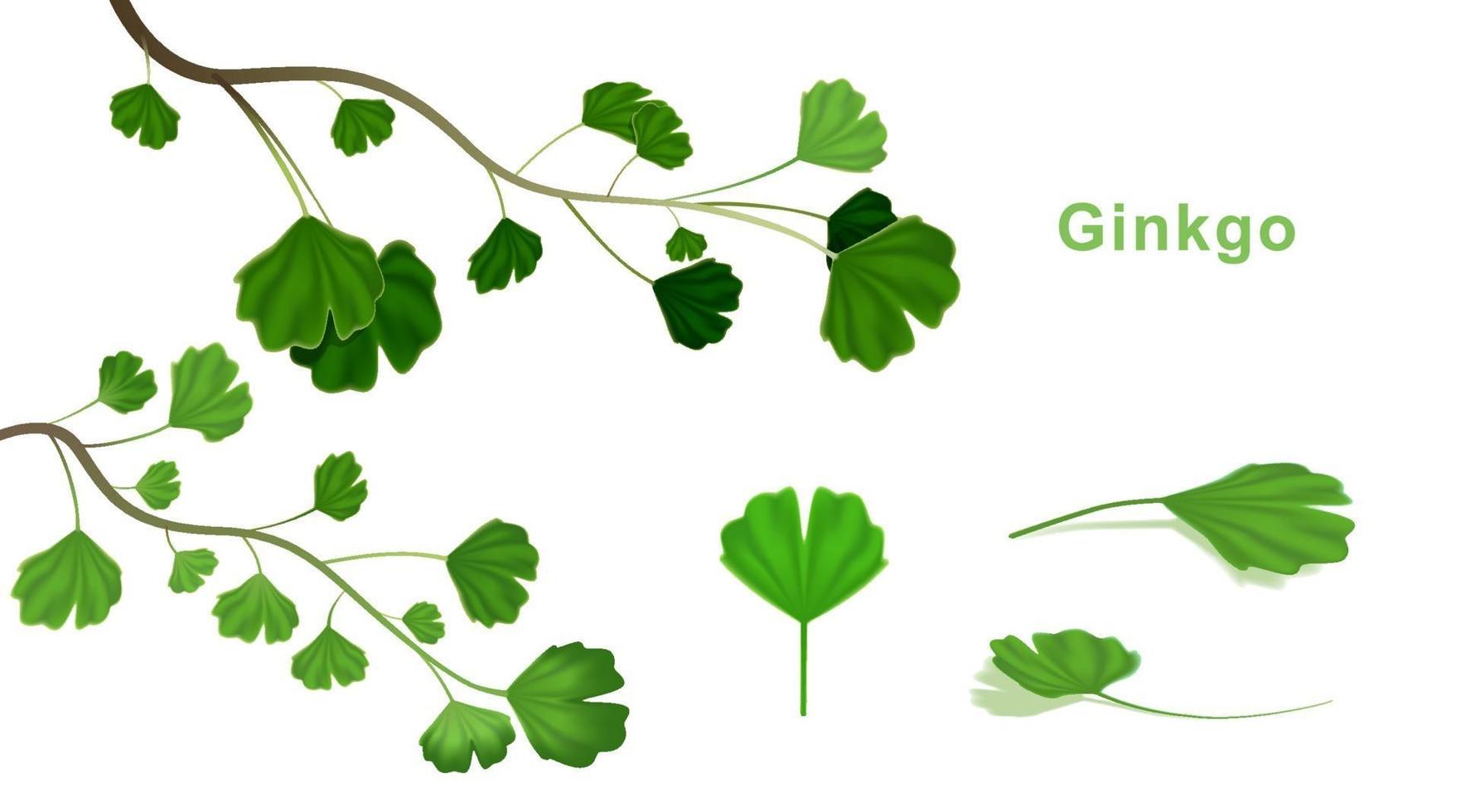 ginkgo biloba bladeren op geïsoleerde witte achtergrond. vector