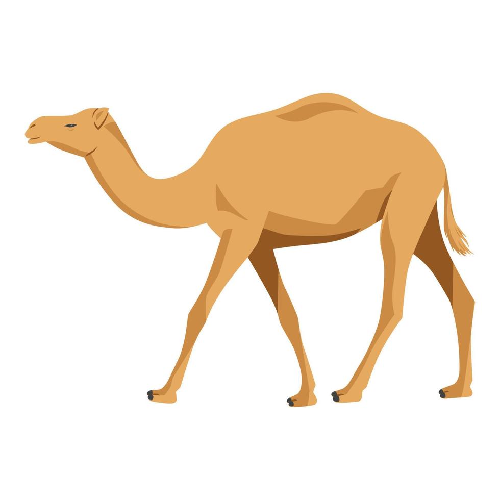 kameel vector illustratie Aan wit, tekenfilm