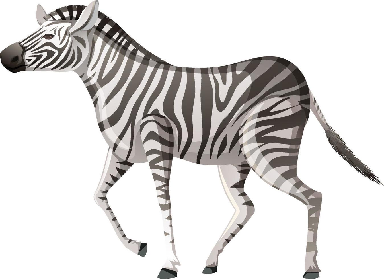 volwassen zebra in wandelpositie op witte achtergrond vector