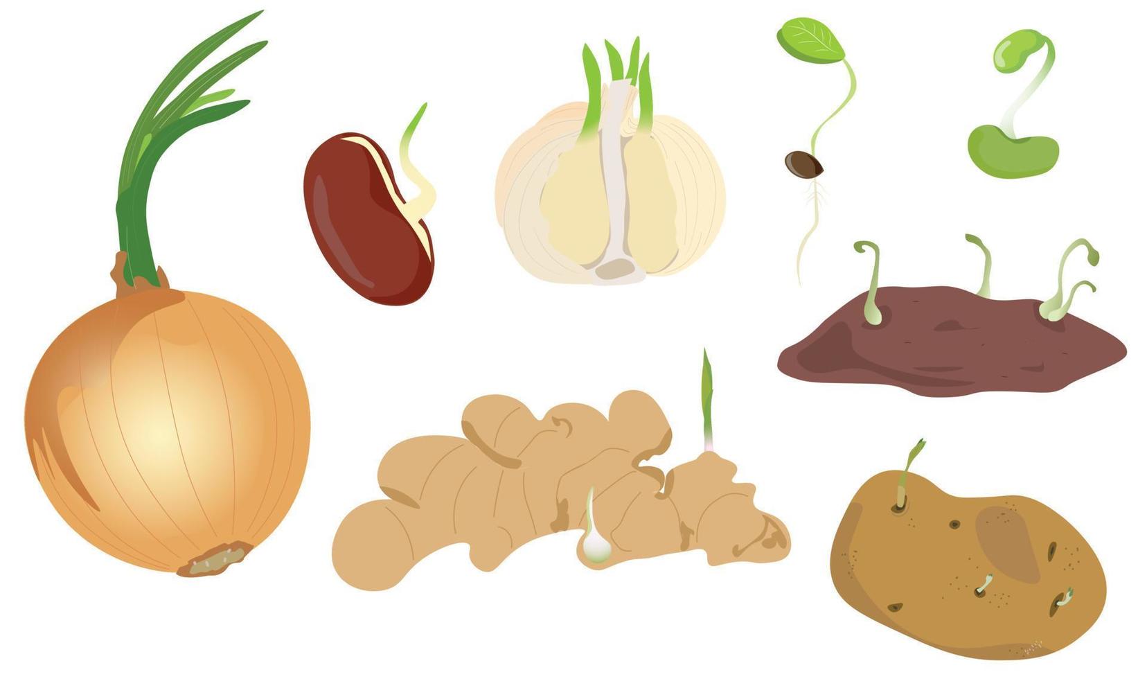 reeks van spuiten vector illustratie. ontspruiten uien, ontspruiten knoflook bollen, zaad, aardappel, zoet aardappel, Boon, gember wortel. gekiemd. 3d tekenfilm vector. geïsoleerd Aan wit achtergrond.