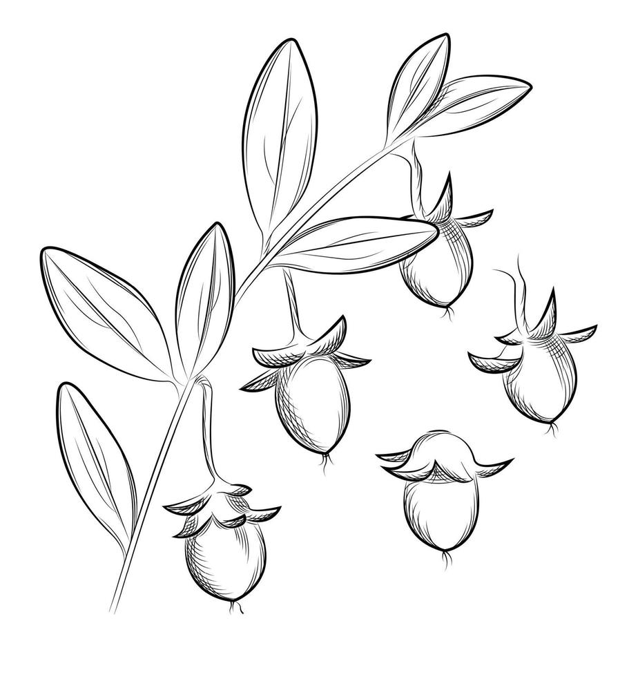 jojoba. hand- getrokken vector illustratie.