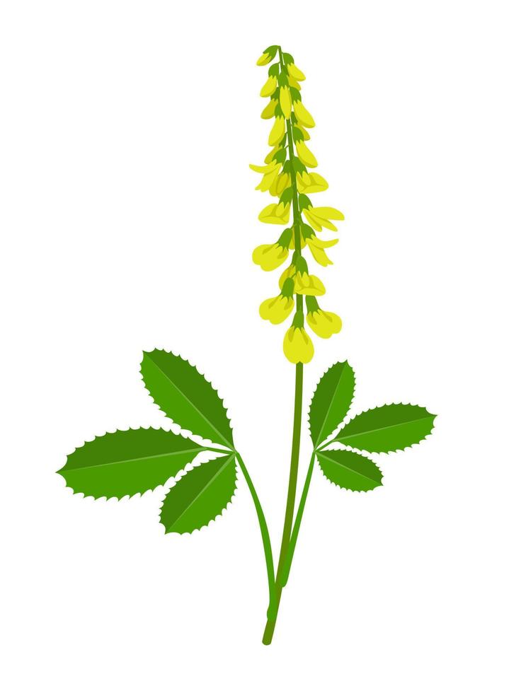 vector illustratie, melilotus officinalis, bekend net zo zoet geel Klaver, geel melilot, geribbeld melilot en gemeenschappelijk melilot, geïsoleerd Aan wit achtergrond.