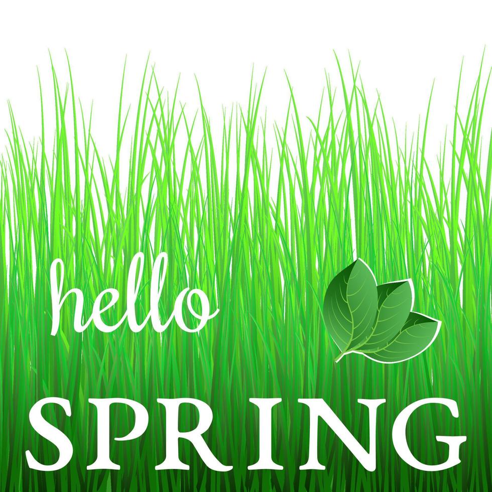 wit uitdrukking Hallo voorjaar Aan groen gras en met groen bladeren. vector