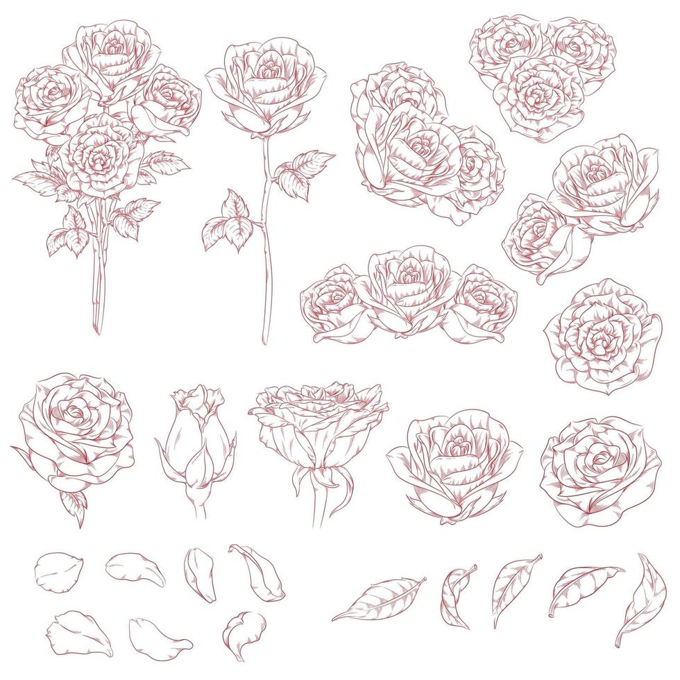 schets van bloem rozen hand getrokken, schets doodle geïsoleerde vector tekening