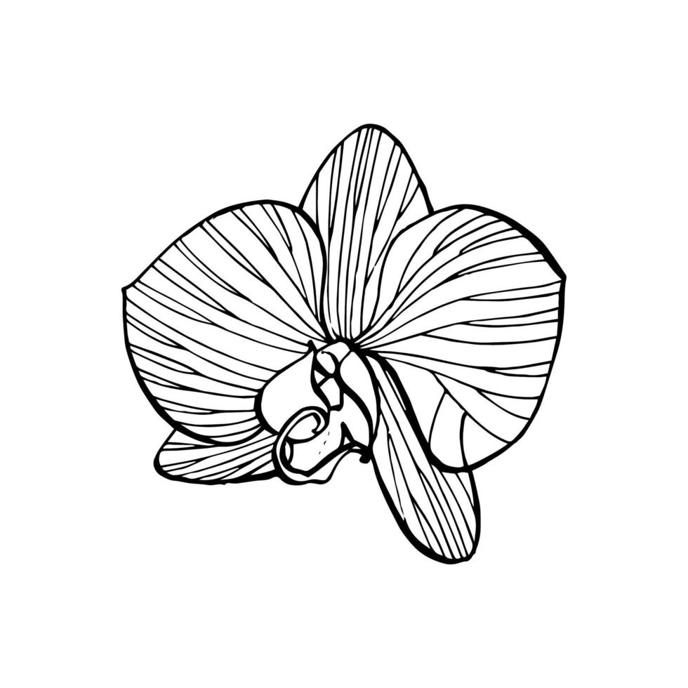wit bloemen. spa concept. grafisch illustraties. botanisch schilderij Aan geïsoleerd wit achtergrond. kan worden gebruikt net zo achtergrond voor web Pagina's bruiloft uitnodigingen, groet kaarten, ansichtkaarten, patronen vector