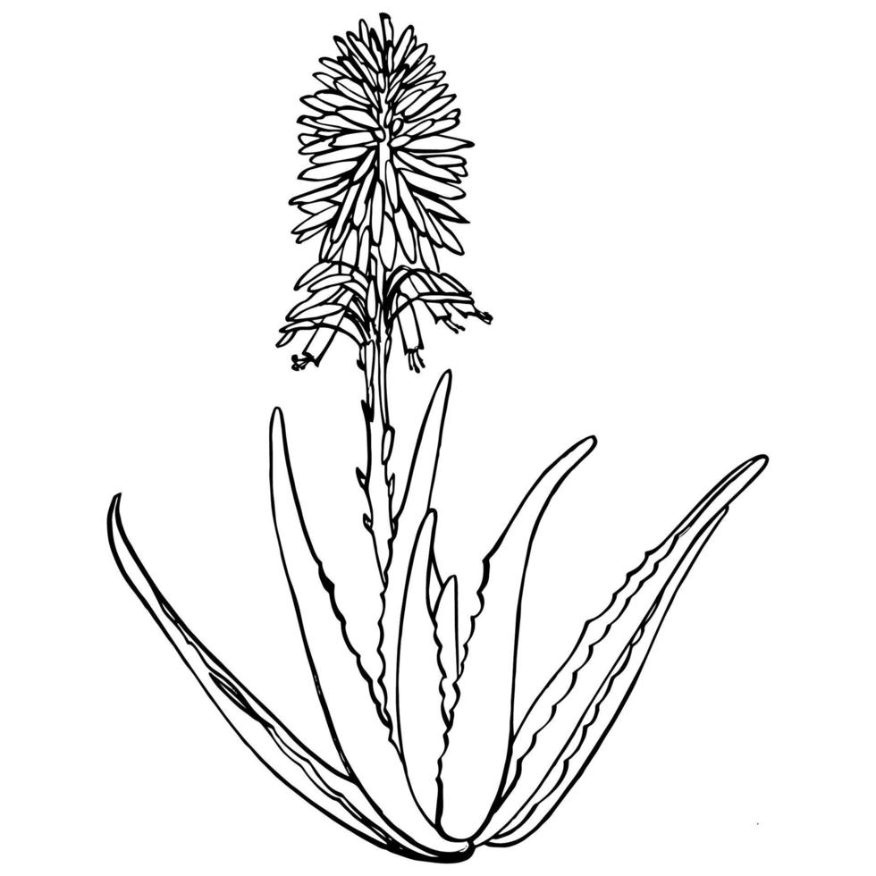 aloë vera fabriek en bloemen Aan wit achtergrond. grafisch illustratie agave, aloë vera, sappig, groen fabriek. botanisch grafisch illustratie van aloë vera. vector