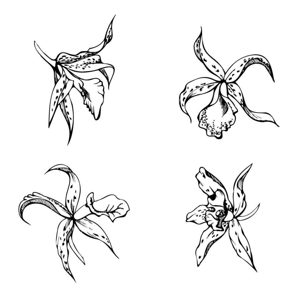 hand- getrokken vector inkt orchidee bloemen en takken, monochroom, gedetailleerd schets. single bloemen, bladeren, stengels. geïsoleerd Aan wit achtergrond. ontwerp voor muur kunst, bruiloft, afdrukken, tatoeëren, omslag, kaart.