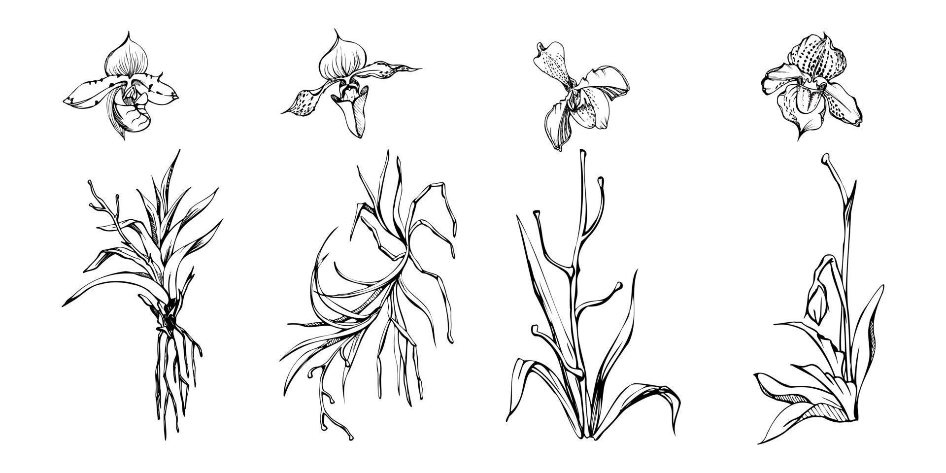 hand- getrokken vector inkt orchidee bloemen en takken, monochroom, gedetailleerd schets. single bloemen, bladeren, stengels. geïsoleerd Aan wit achtergrond. ontwerp voor muur kunst, bruiloft, afdrukken, tatoeëren, omslag, kaart.