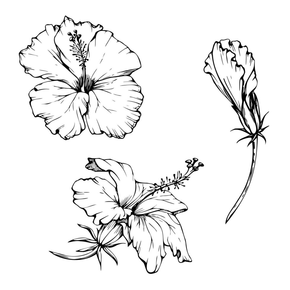 hand- getrokken vector inkt elementen. exotisch roze hibiscus bloem en knop Aan schetsen stengel. geïsoleerd Aan wit achtergrond. ontwerp muur kunst, bruiloft, afdrukken, kleding stof, omslag, kaart, toerisme, reizen boekje.