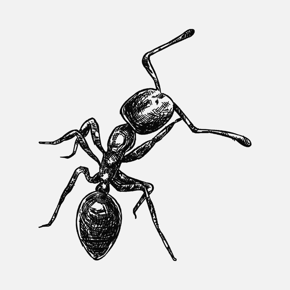 hand- getrokken illustratie van een mier. schetsen, realistisch tekening, zwart en wit. vector