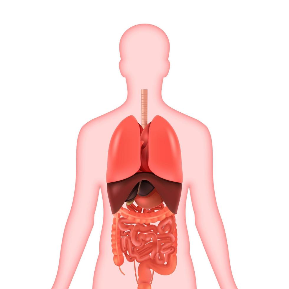 vector illustratie van diagram van menselijk anatomie. vector menselijk organen.