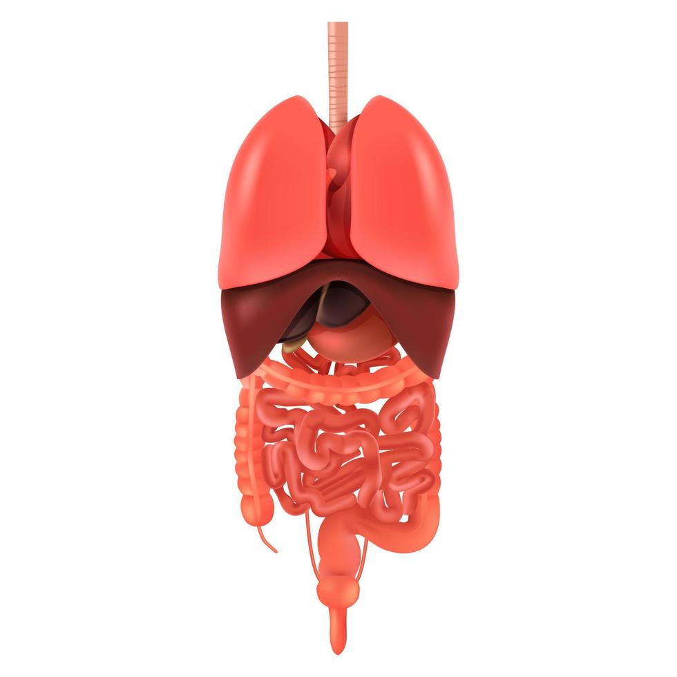 menselijk mannetje lichaam met intern organen schema vlak infographic poster vector illustratie. Mens silhouet met longen, hart, schildklier, maag, lever, nieren, darm, alvleesklier, milt, testikels